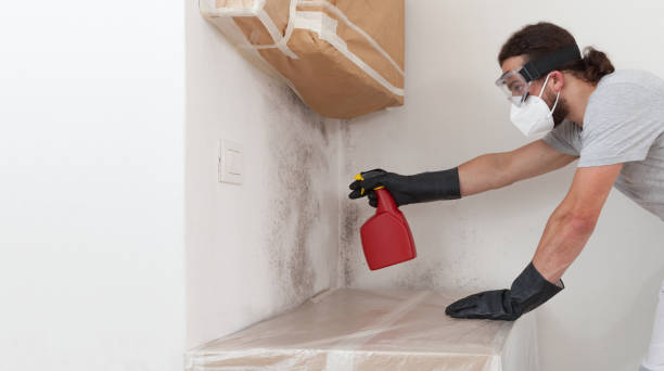 Basement Mold Remediation treatment on basement walls in Trenton